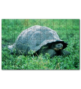 Cakapuzzle Yeşil Çayırdaki Kaplumbağa Puzzle Yapboz MDF (Ahşap) (500 Parça)