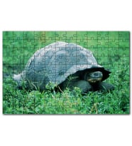 Cakapuzzle Yeşil Çayırdaki Kaplumbağa Puzzle Yapboz MDF (Ahşap) (500 Parça)
