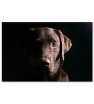 Cakapuzzle Av Köpeği Evcil Hayvanla Puzzle Yapboz MDF (Ahşap) (255 Parça)