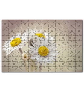 Cakapuzzle Üç Papatya Yakın Çekim Flu Arkaplan Puzzle Yapboz MDF (Ahşap) (500 Parça)