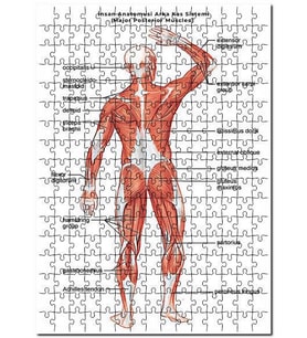 Cakapuzzle İnsan Anatomusi Arka Kas Sistemi  Puzzle Yapboz MDF (Ahşap) (255 Parça)