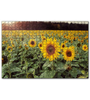 Cakapuzzle Günebakan Tarlası  Puzzle Yapboz MDF (Ahşap) (1000 Parça)