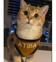 KEDİ TASMASI İSME ÖZEL (Taba)