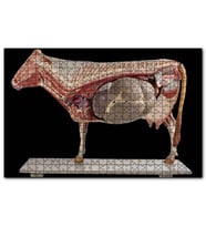 Cakapuzzle İneğin İç Organlarının Görseli  Puzzle Yapboz MDF (Ahşap) (1000 Parça)