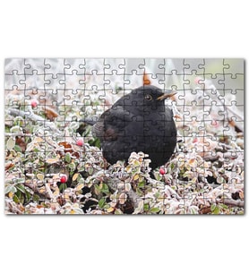 Cakapuzzle Donmuş Çalıların Arasındaki Karatavuk Puzzle Yapboz MDF (Ahşap) (255 Parça)