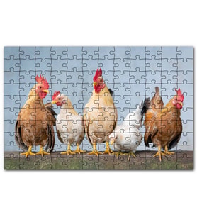 Cakapuzzle Duvarın Üstünde Kahverengi Beyaz Tavuklar Puzzle Yapboz MDF (Ahşap) (500 Parça)