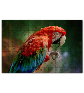 Cakapuzzle Kırmızı Mavi Papağan Pençesi Flu Arkaplan Puzzle Yapboz MDF (Ahşap) (500 Parça)