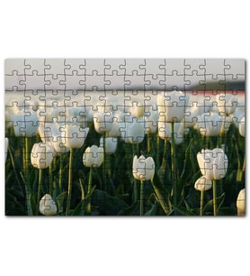 Cakapuzzle Gündoğumunda Beyaz Laleler Puzzle Yapboz MDF (Ahşap) (255 Parça)