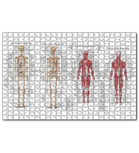 Cakapuzzle İskelet Kas Sistemi Çizimi Ve İsimlendirmesi Görseli  Puzzle Yapboz MDF (Ahşap) (255 Parça)
