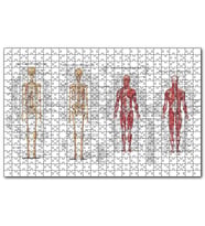 Cakapuzzle İskelet Kas Sistemi Çizimi Ve İsimlendirmesi Görseli  Puzzle Yapboz MDF (Ahşap) (255 Parça)