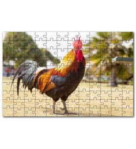 Cakapuzzle Heybetli Horoz Flu Çiftlik Arkaplan Puzzle Yapboz MDF (Ahşap) (255 Parça)