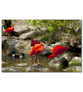 Cakapuzzle Nehir Kenarında Taşlar Kızıl Balıkçı Ördek Puzzle Yapboz MDF (Ahşap) (255 Parça)