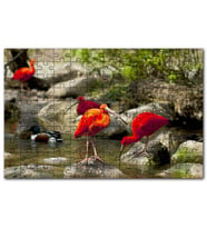 Cakapuzzle Nehir Kenarında Taşlar Kızıl Balıkçı Ördek Puzzle Yapboz MDF (Ahşap) (255 Parça)