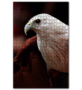 Cakapuzzle Beyaz Başlı Şahin Yakın Plan Puzzle Yapboz MDF (Ahşap) (1000 Parça)