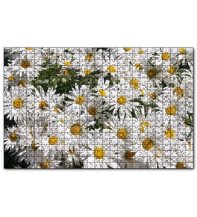 Cakapuzzle Beyaz Büyük Papatyalar Puzzle Yapboz MDF (Ahşap) (500 Parça)