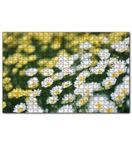 Cakapuzzle Beyaz Papatyalar Arkada Flu Sarı Papatyalar Puzzle Yapboz MDF (Ahşap) (500 Parça)