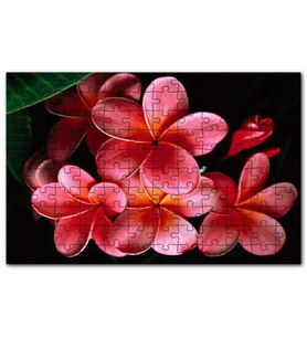 Cakapuzzle Büyük Kırmızı Yapraklı Plumeria Çiçeği Puzzle Yapboz MDF (Ahşap) (500 Parça)