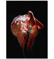 Cakapuzzle Muhteşem Renkli Tüyleriyle Flamingo Puzzle Yapboz MDF (Ahşap) (500 Parça)