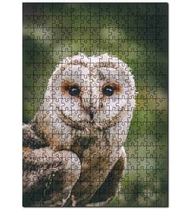 Cakapuzzle Gri Orman Baykuşu Görseli Puzzle Yapboz MDF (Ahşap) (1000 Parça)