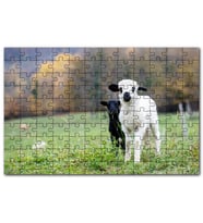 Cakapuzzle Çayırda Beyaz ve Siyah Kuzular Flu Arkaplan Puzzle Yapboz MDF (Ahşap) (255 Parça)