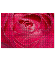 Cakapuzzle Pembe Gül Yakın Çekim  Puzzle Yapboz MDF (Ahşap) (1000 Parça)