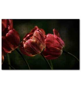 Cakapuzzle Kırmızı Gelincikler Karanlık Arkaplan Puzzle Yapboz MDF (Ahşap) (500 Parça)