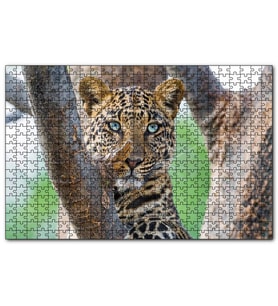 Cakapuzzle  Ağaç Dallarında Genç Leopar  Puzzle Yapboz MDF (Ahşap) (255 Parça)
