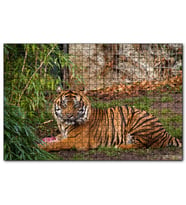 Cakapuzzle Hayvanat Bahçesinde Kaplan  Puzzle Yapboz MDF (Ahşap) (1000 Parça)