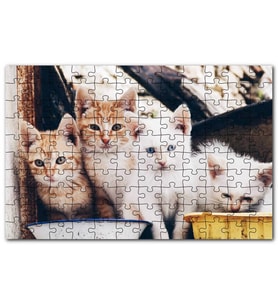 Cakapuzzle Eski Pencerede Sarı ve Beyaz Yavru Kediler Puzzle Yapboz MDF (Ahşap) (500 Parça)