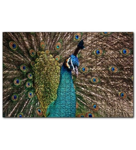 Cakapuzzle Muhteşem Tavuskuşu Yakın Plan  Puzzle Yapboz MDF (Ahşap) (500 Parça)