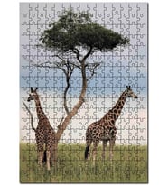 Cakapuzzle Afrikada Çift Zürafa Görseli Puzzle Yapboz MDF (Ahşap) (500 Parça)