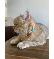 Renkli Boncuk Kolye- Kedi/ Küçük-Orta Irk Köpek Tasması (Beyaz)