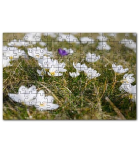 Cakapuzzle Çayırda Beyaz Çiğdem Çiçekleri Puzzle Yapboz MDF (Ahşap) (500 Parça)