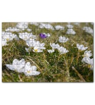 Cakapuzzle Çayırda Beyaz Çiğdem Çiçekleri Puzzle Yapboz MDF (Ahşap) (500 Parça)