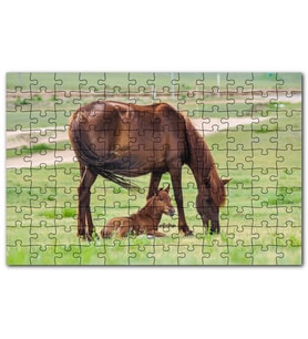 Cakapuzzle Çayırda Kahverengi Anne At ve Sevimli Tayı Puzzle Yapboz MDF (Ahşap) (255 Parça)
