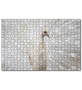 Cakapuzzle Beyaz Tavus Kuşu Görseli  Puzzle Yapboz MDF (Ahşap) (1000 Parça)