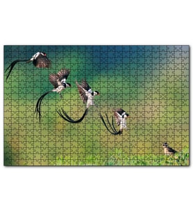 Cakapuzzle Zaman Atlamalı Fotoğrafçılık Kuş Görseli  Puzzle Yapboz MDF (Ahşap) (500 Parça)