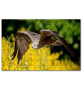 Cakapuzzle Doğada Alçakta Uçan Şahin Görseli Puzzle Yapboz MDF (Ahşap) (1000 Parça)