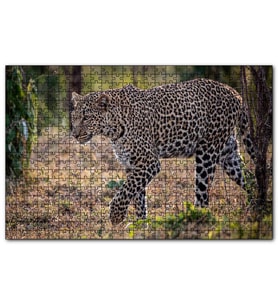Cakapuzzle Kuru Otların Üzerinde Yürüyen Leopar  Puzzle Yapboz MDF (Ahşap) (255 Parça)