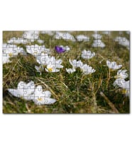 Cakapuzzle Çayırda Beyaz Çiğdem Çiçekleri Puzzle Yapboz MDF (Ahşap) (255 Parça)