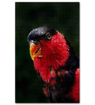 Cakapuzzle Siyah Göğüslü Lori Puzzle Yapboz MDF (Ahşap) (1000 Parça)