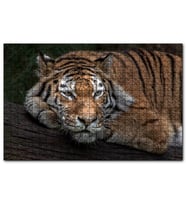Cakapuzzle Sibirya Kaplanı Dalda Dinleniyor  Puzzle Yapboz MDF (Ahşap) (255 Parça)