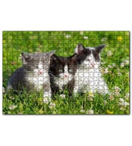 Cakapuzzle Çayırda Üç Yavru Kedi  Puzzle Yapboz MDF (Ahşap) (255 Parça)