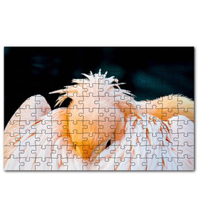 Cakapuzzle Kanatları Arasına Gömülmüş Pelikan Çekim Puzzle Yapboz MDF (Ahşap) (1000 Parça)