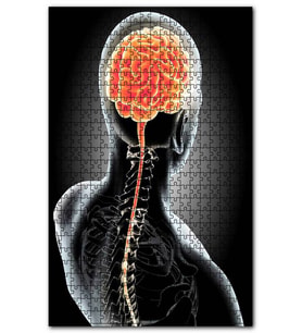 Cakapuzzle İnsan iç organik Beyin Arka tarafdan Puzzle Yapboz MDF (Ahşap) (255 Parça)