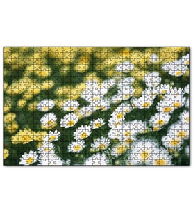 Cakapuzzle Beyaz Papatyalar Arkada Flu Sarı Papatyalar Puzzle Yapboz MDF (Ahşap) (255 Parça)