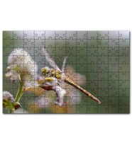 Cakapuzzle Daldaki Yusufçuk Yakın Çekim Puzzle Yapboz MDF (Ahşap) (500 Parça)