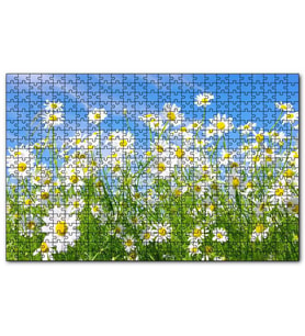 Cakapuzzle Beyaz Papatyalar ve Mavi Gökyüzü Puzzle Yapboz MDF (Ahşap) (255 Parça)