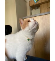 Kalpli İnci Boncuk Kolye- Kedi/ Küçük-Orta Irk Köpek Tasması (Yeşil)