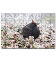 Cakapuzzle Donmuş Çalıların Arasındaki Karatavuk Puzzle Yapboz MDF (Ahşap) (255 Parça)